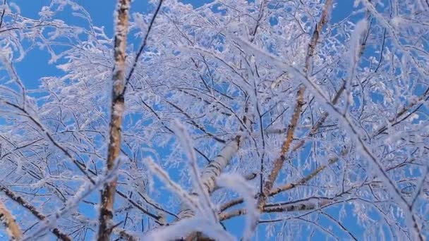 一个精彩的冬季故事。雪地里的一棵美丽的树。霜冻中的桦树. 免版税图库视频