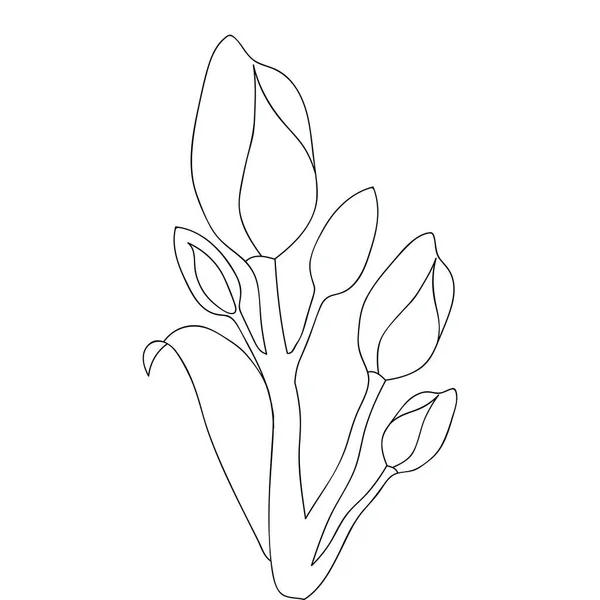 Tulipas Esboço Flor Desenho Página Para Colorir Monocromático Ilustração Natural — Vetor de Stock