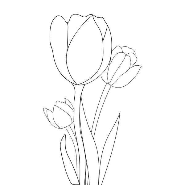 Flor Florescendo Com Curso Único Desenho Arte Gráfica Tulipa Bonita —  Vetores de Stock