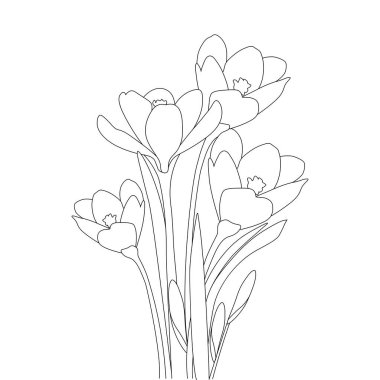 Crocus çiçek boyama sayfası ve safran çiçekli el çizimi ile siyah arkaplan üzerine sanat tasarımı