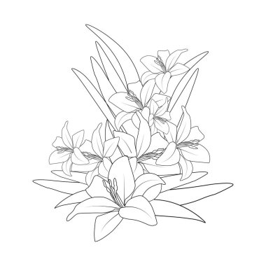 Renklendirme kitabı illüstrasyonu için zambak çiçeği vektör grafik çizgisi tasarımı