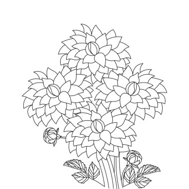 dahlia flower illustration with pencil stroke in doodle art design of coloring page design