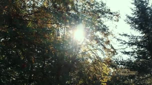 閉じる日の木を突破するまで。木を通して太陽のまぶしさ。朝の森 — ストック動画
