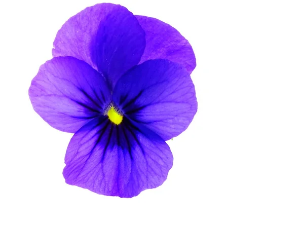 Een Close Van Een Violet Viooltje Violaceae Geïsoleerd Een Witte — Stockfoto