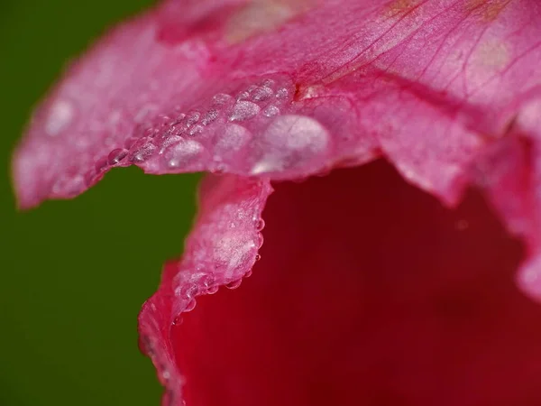 Super Makro Von Regentropfen Auf Einem Rosa Blütenblatt Einer Blume — Stockfoto