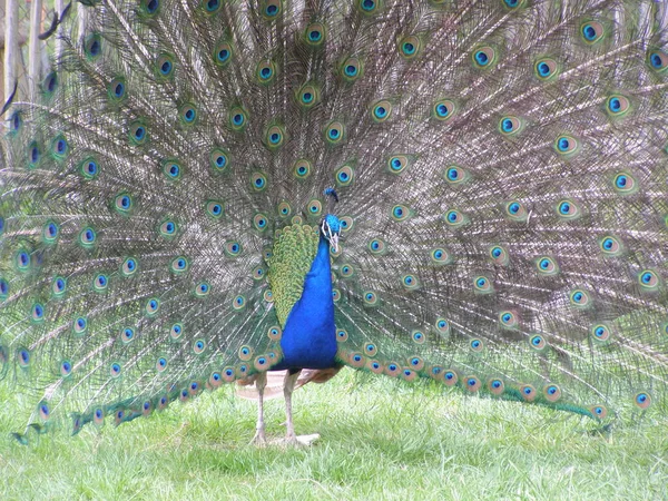 Close Peacock Pavo Cristatus Feathers All Showing Colors Green Blue — Stock Photo, Image