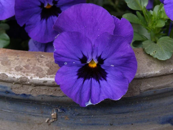 Close Blue Viola Violeae Old Blue Flower Pot — Stock Photo, Image