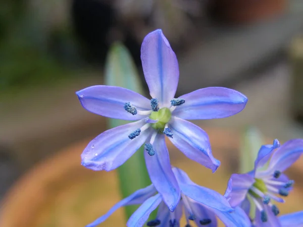 Macro Una Flor Del Jacinto Estrella Azul Scilla Bifolia Fondo — Foto de Stock