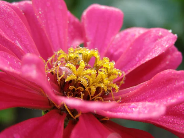 Macro Pink Zinnia Raindrops Leaves Yellow Flower Heart — Stock Photo, Image