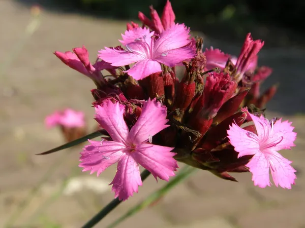 Zblízka Růžový Květ Karafiátu Dianthus Carthusianorum Rozmazaným Pozadím — Stock fotografie