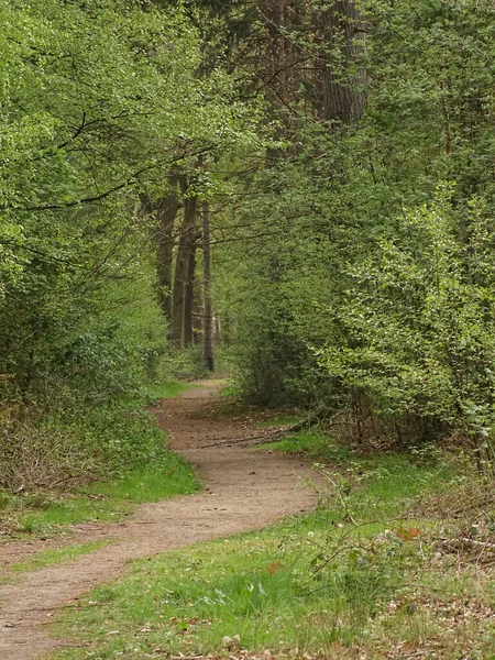 Chemin Travers Forêt Printanière Avec Les Feuilles Juste Sur Les — Photo