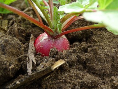 Bir turpun Macro 'su (Raphanus sativus) toprakta, sebze bahçesinde yapraklarla birlikte.