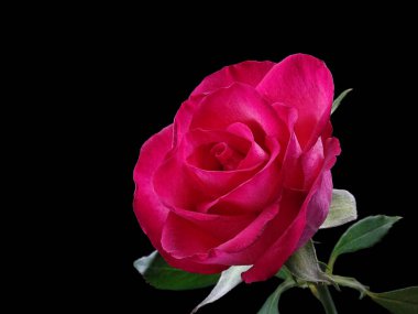 Kırmızı gül, yeşil yapraklı, siyah arkaplan