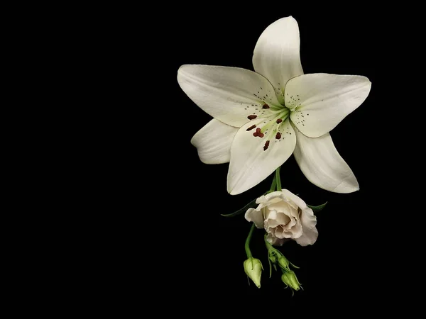 Close Van Twee Liegende Bloemen Een Witte Lelie Lililium Asiatic — Stockfoto