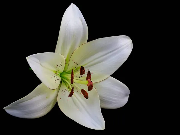 Close Van Een Witte Lelie Lililium Asiatic Wit Geïsoleerd Een — Stockfoto