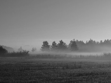 sisli bir sabahın siyah beyaz fotoğrafı, merkezinde dört ağacın siluetleri ve çayırların üzerinde sis parçacıkları.