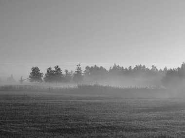sisli bir sabahin siyah ve beyaz fotografi, arka planda ağaçlarin oldugu bir peyzaj ve karada sarkan sis parçalari, gunes isigi..
