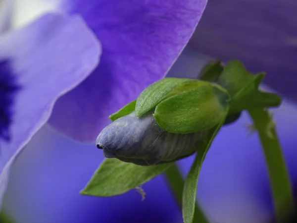 Macro Botão Uma Violeta Azul Viola Com Fundo Borrado Azul — Fotografia de Stock