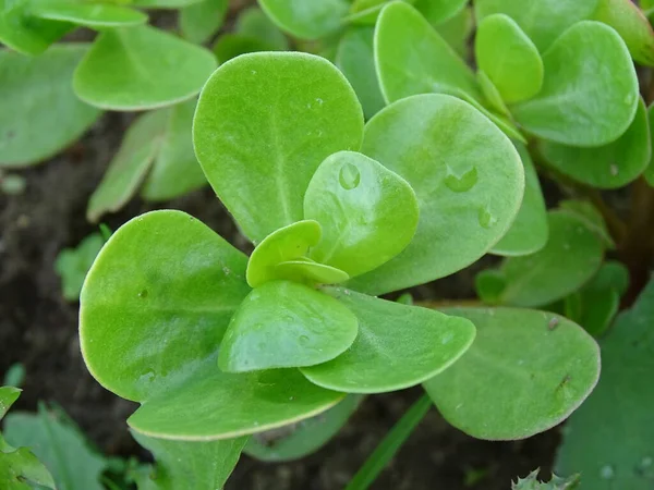 Κοντινό Πλάνο Van Purslane Portulaca Oleracea — Φωτογραφία Αρχείου