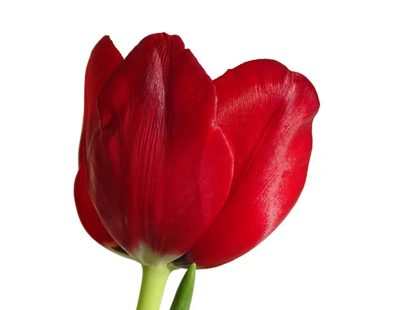 Rode Tulp Geïsoleerd Een Witte Achtergrond — Stockfoto