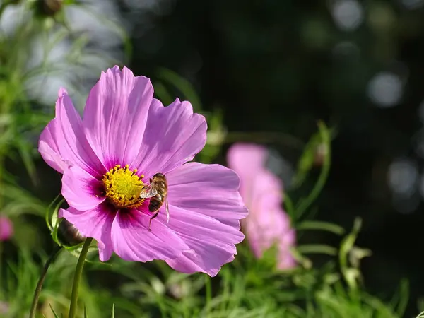 분홍색 코스모스 코스메아 — 스톡 사진