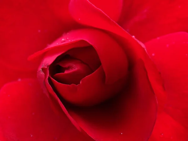 Primer Plano Una Rosa Roja Con Gotas Lluvia Los Pétalos —  Fotos de Stock