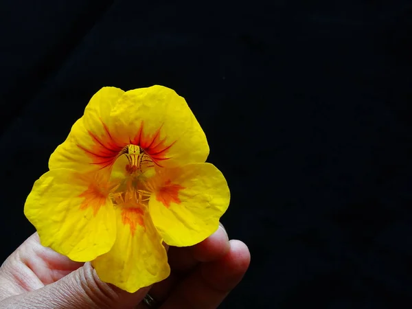 a yellow and orange flower of the nasturtium (Tropaeolum majus), in a woman\'s hand, with a black background , with colors orange, yellow, black and red