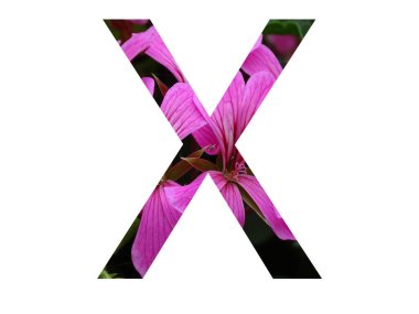 Pembe pelargonyum çiçeğinden yapılmış alfabenin X harfi, beyaz arka planda izole edilmiş.