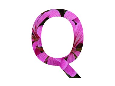 Beyaz arka planda izole edilmiş, pembe pelargonyum çiçeğinden yapılmış alfabenin Q harfi.