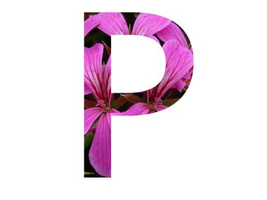 Pembe pelargonyum çiçeğinden yapılmış alfabenin P harfi, beyaz arkaplanda izole edilmiş.