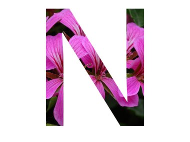 Alfabedeki N harfi, beyaz arka planda izole edilmiş, pembe pelargonium çiçeğinden yapılmıştır.