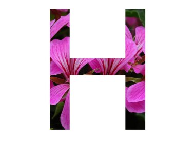 Alfabenin H harfi, beyaz arka planda izole edilmiş pembe pelargonyum çiçeğinden yapılmıştır.