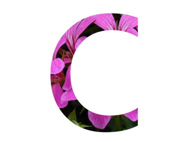 Alfabenin C harfi, beyaz arka planda izole edilmiş pembe pelargonium çiçeğinden yapılmıştır.
