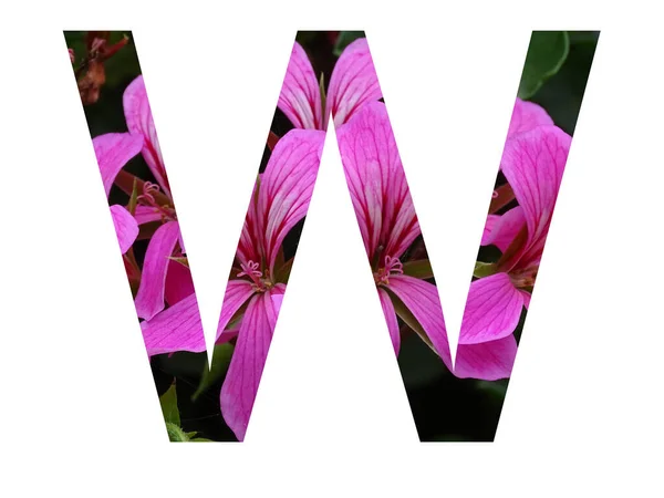 Літера Алфавіту Зроблена Рожевою Квіткою Пеларгонії Ізольована Білому Тлі — стокове фото