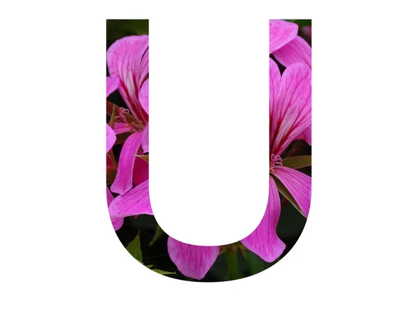 ペラルゴニウムのピンクの花で作られたアルファベットの文字Uは 白い背景に隔離されています — ストック写真