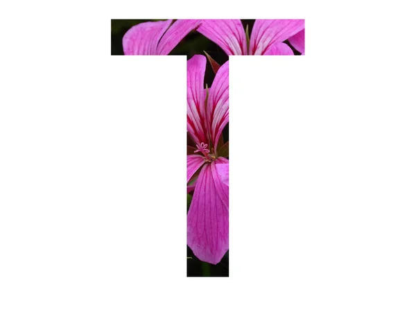 바탕에 떨어져 고니온 분홍색 꽃으로 알파벳 — 스톡 사진