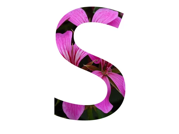 Lettre Alphabet Réalisée Avec Une Fleur Rose Pélargonium Isolée Sur — Photo