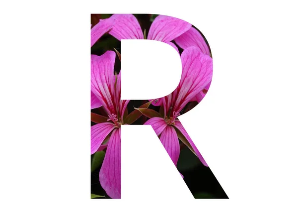 ペラルゴニウムのピンクの花で作られたアルファベットの文字Rは 白い背景に隔離されています — ストック写真