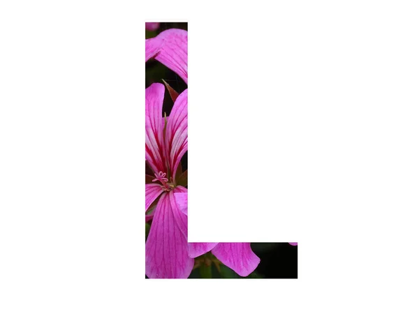 Γράμμα Του Αλφαβήτου Ένα Ροζ Λουλούδι Πελαργόνιου Απομονωμένο Λευκό Φόντο — Φωτογραφία Αρχείου
