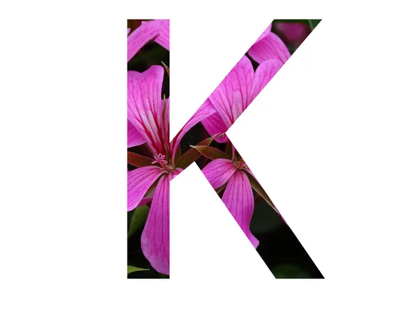 字母K字母表中的字母K 由粉红色的盆景花制成 以白色背景隔开 — 图库照片