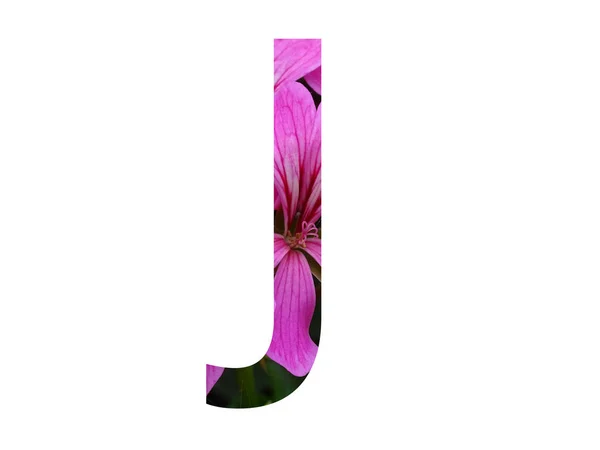Alfabedeki Harfi Beyaz Arka Planda Izole Edilmiş Pembe Pelargonium Çiçeğinden — Stok fotoğraf