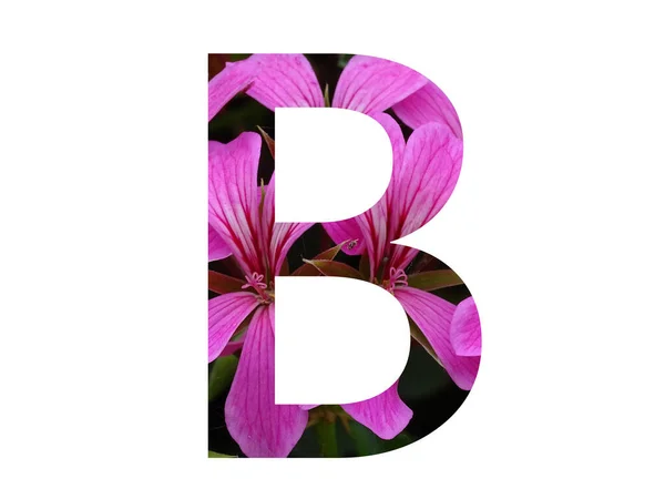 ペラルゴニウムのピンクの花で作られたアルファベットの文字Bは 白い背景に隔離されています — ストック写真
