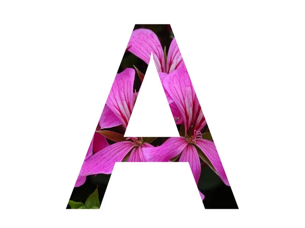 Letter Alphabet Made Pink Flower Pelargonium Isolated White Background — Stock Photo, Image