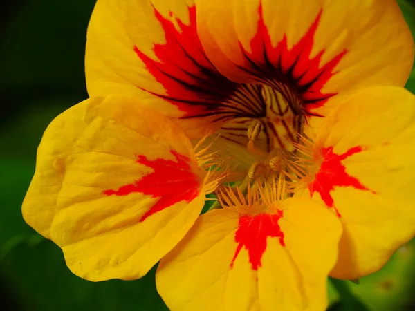 close up of a yellow with red stripes flower of the nasturtium (Tropaeolum majus), with colors yellow, orange, red, black and green