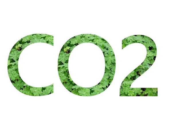 Co2 Tekst Gemaakt Met Groene Letters Van Geranium Geïsoleerd Een — Stockfoto