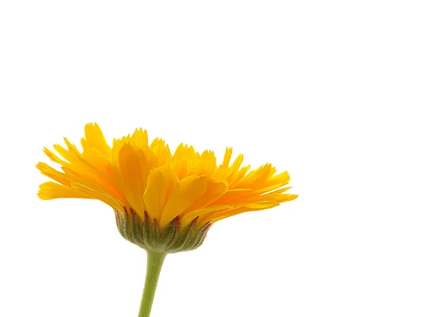 Close Van Een Gele Goudsbloem Calendula Met Een Witte Achtergrond — Stockfoto