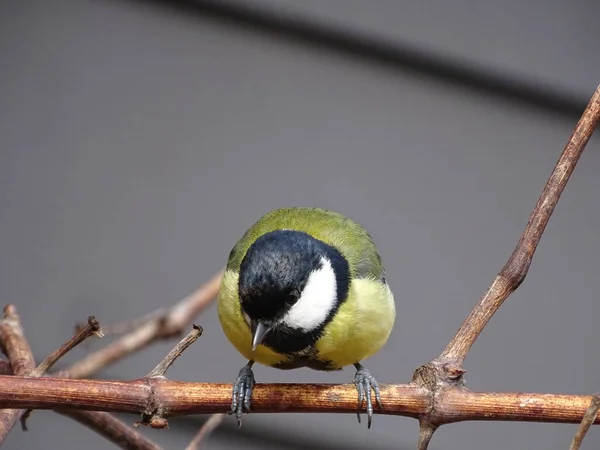 Close Great Tit Parus Major Sitting Branch Looking Straight Lens — Stock Photo, Image