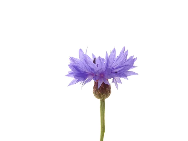 Blauwe Korenbloem Centaurea Cyanus Geïsoleerd Een Witte Achtergrond Met Kleuren — Stockfoto