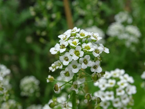 Close White Flowers Alyssum Lobularia Maritima More White Flowers Green — Stock Photo, Image