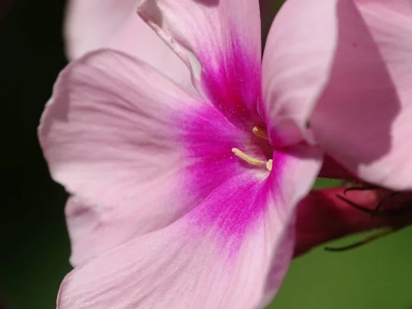 Super Macro Uma Flor Rosa Flox Phlox Paniculata Olhos Brilhantes — Fotografia de Stock